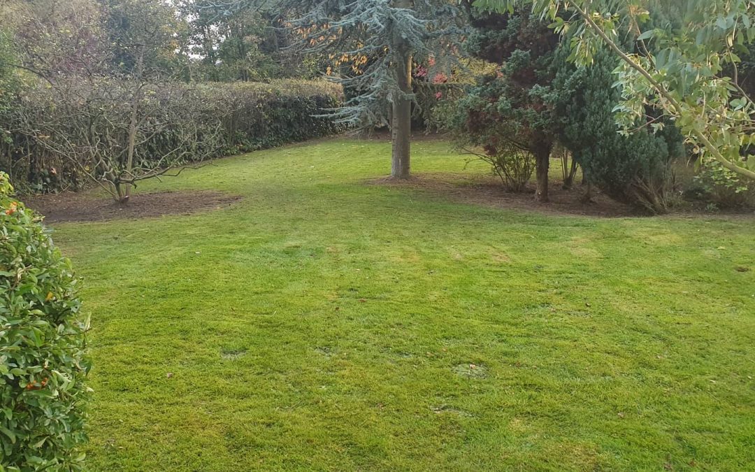 Garden Restoration 2020