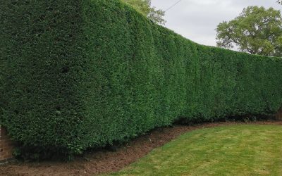 Hedge & Shrub Trimming 2021