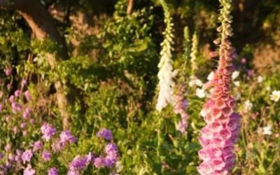 Wildflower Meadow 2020