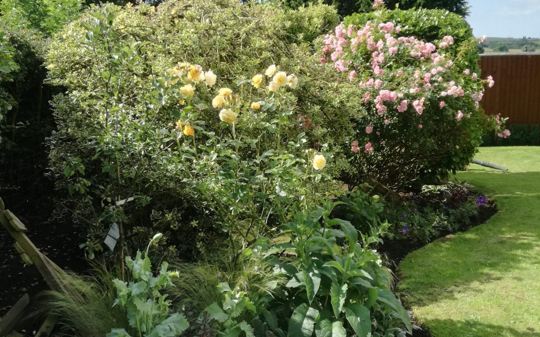 Design & Planting Album 2020