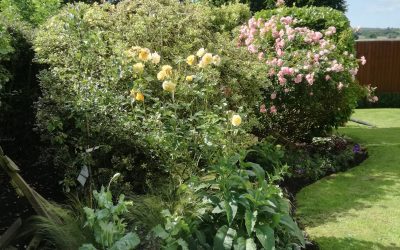 Design & Planting Album 2020