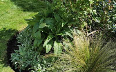 Repton Design & Planting 2019