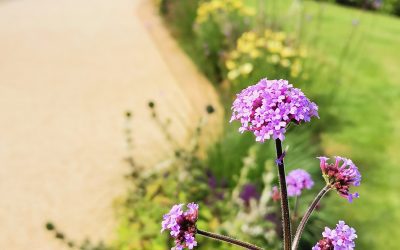 Heanor Border Design 2020