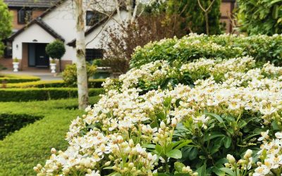 Garden Tidy Smalley 2022