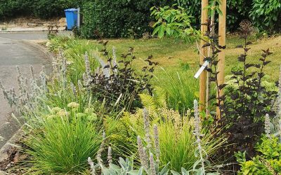 Oakwood Border Design 2021