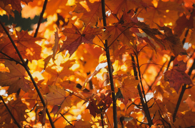 Autumn – Should I Collect Leaves in Autumn?