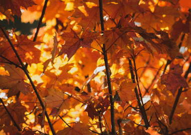 Autumn – Should I Collect Leaves in Autumn?