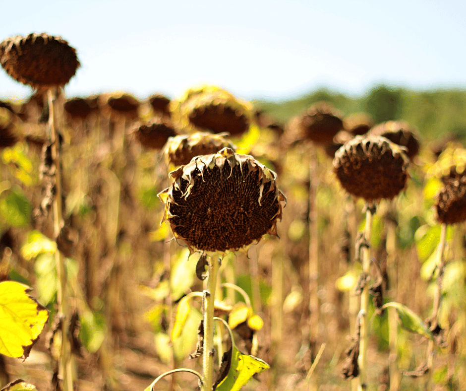 Caring & Planning for Your Garden in Drought Conditions - The Garden ...