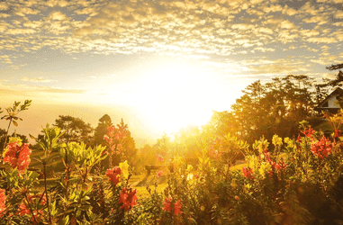 Gardening & Mental Health
