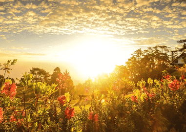 Gardening & Mental Health