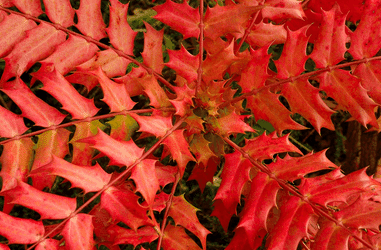 Autumn – Autumn Shrubs Of Interest