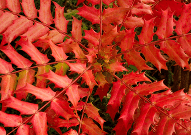 Autumn – Autumn Shrubs Of Interest