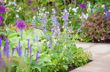 Plant Design & Combinations