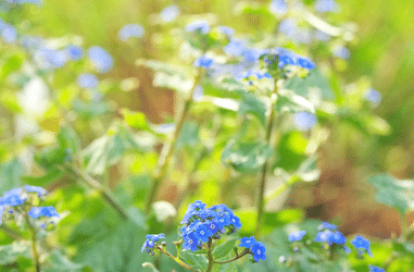 Perennials & Shrubs Best for Shady Borders – UK