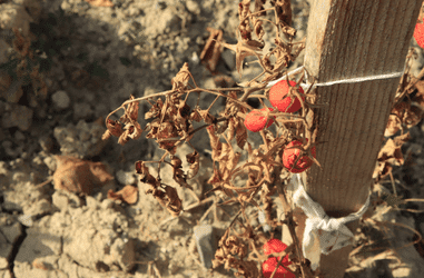 Caring & Planning for Your Garden in Drought Conditions