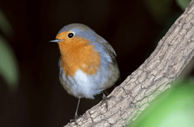 How does Planting In Gardens Benefit Local Wildlife?