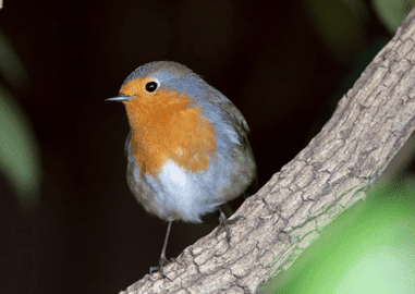 How does Planting In Gardens Benefit Local Wildlife?