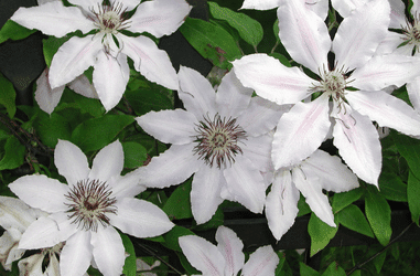 Information on Clematis