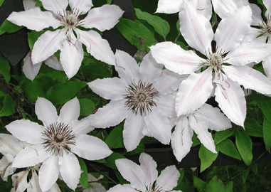 Information on Clematis