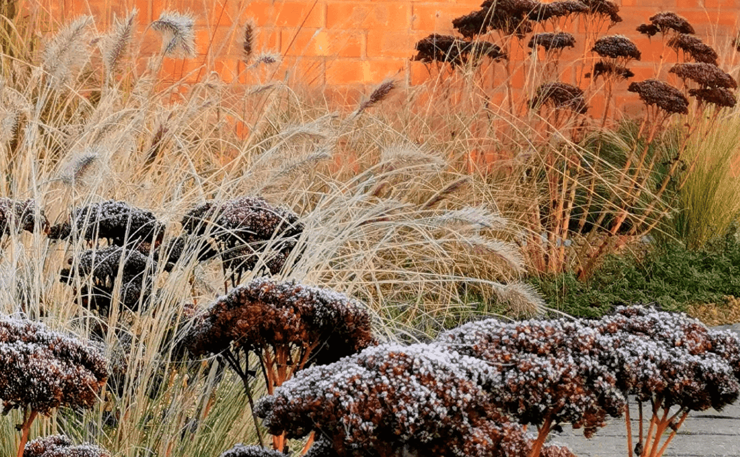 Maximizing Winter Interest: How to Create a Garden That Thrives in the Cold