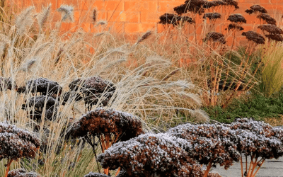 Maximizing Winter Interest: How to Create a Garden That Thrives in the Cold