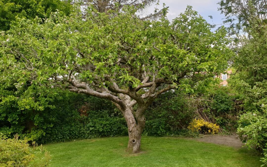 A Guide to Winter Tree Pruning