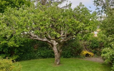 A Guide to Winter Tree Pruning