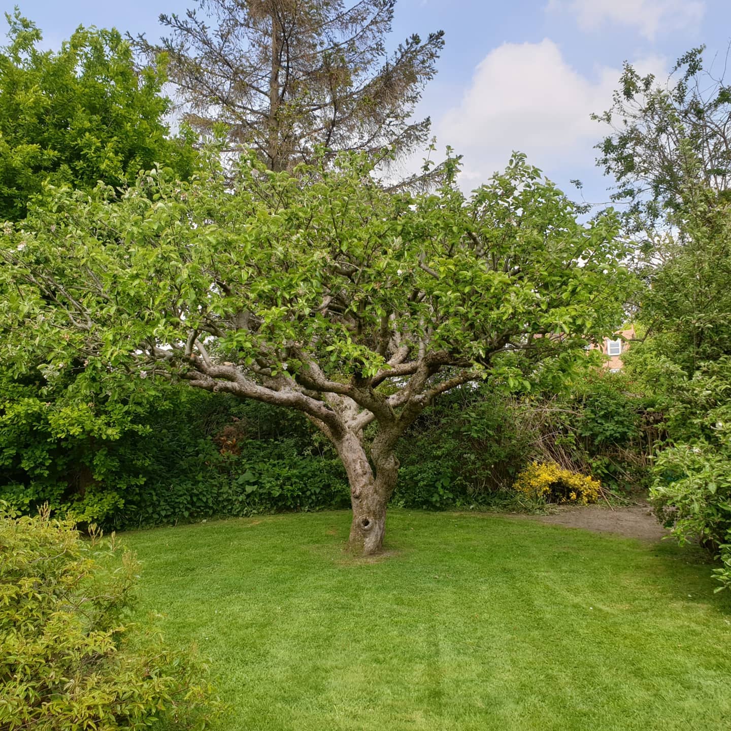 Apple Tree Pruning