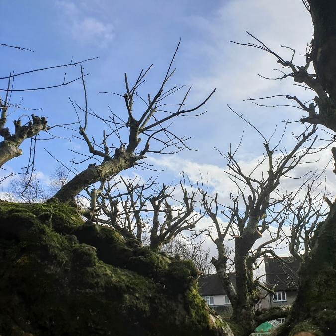 apple tree with pruning cuts