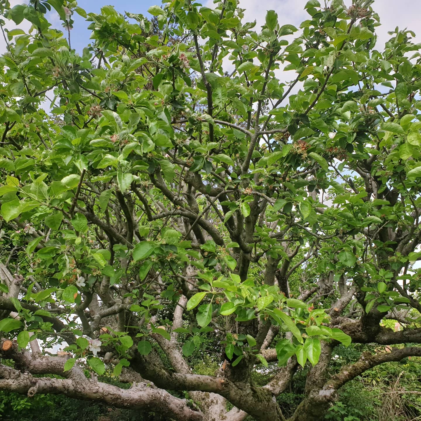 Apple Tree Pruning
