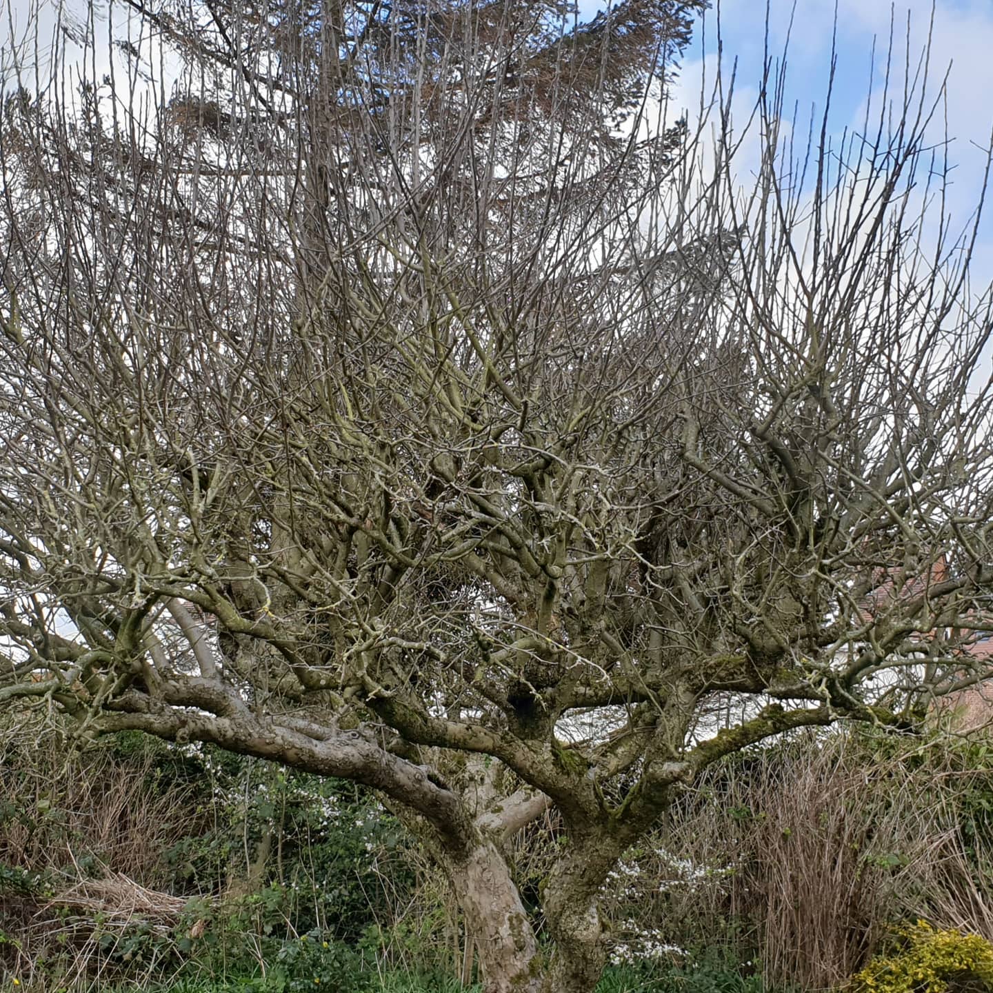 overgrown apple tree