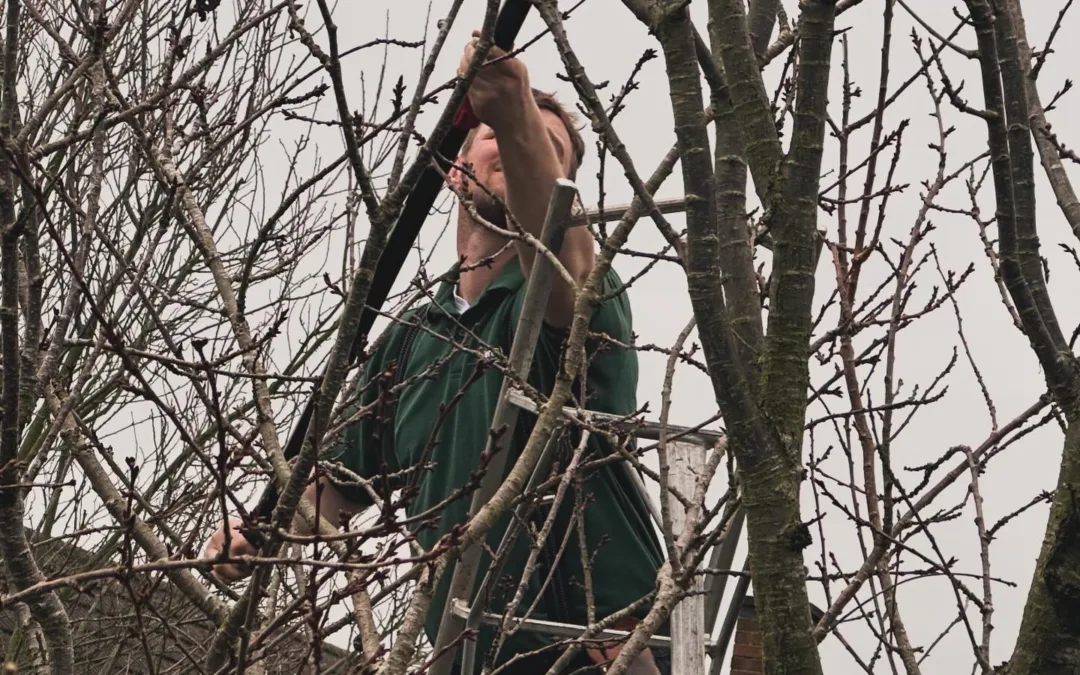 Garden Maintenance 2024