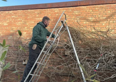 pruning wisteria