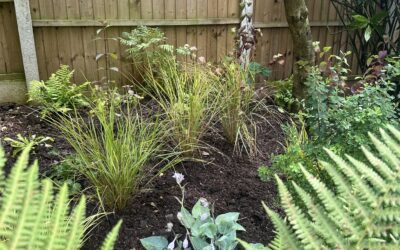 Littleover Planting 2024