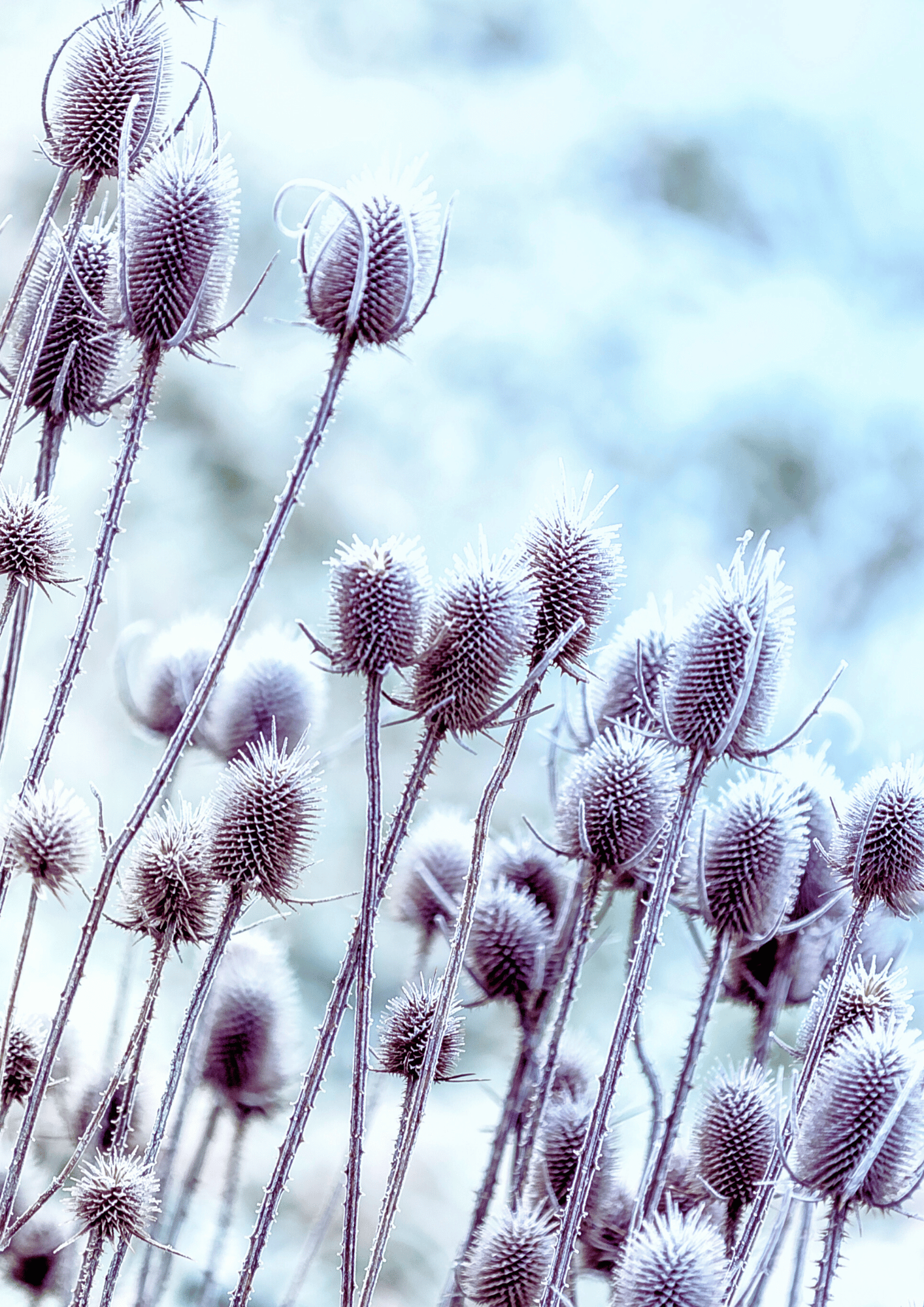 dipascus perennial winter