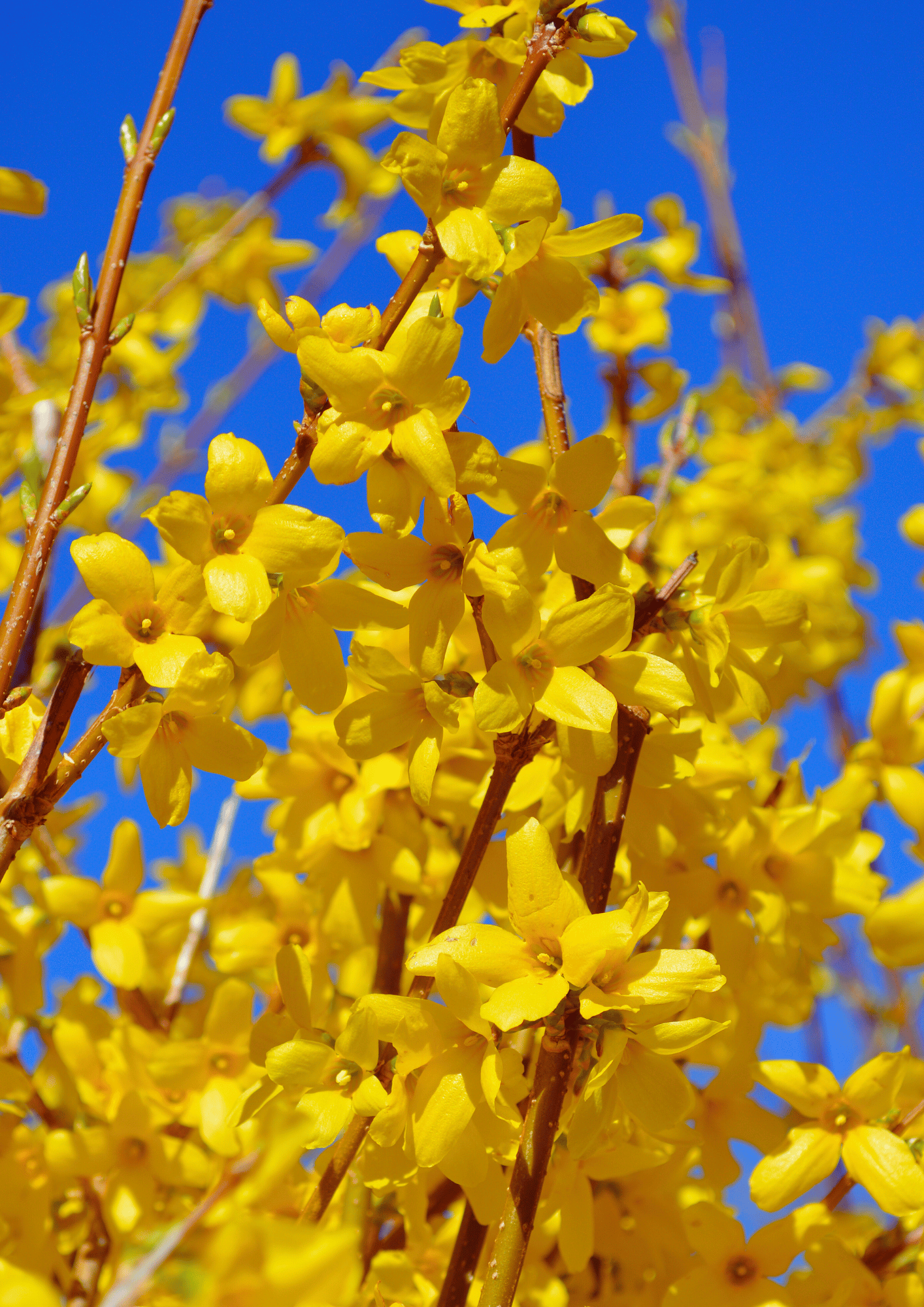 forsythia