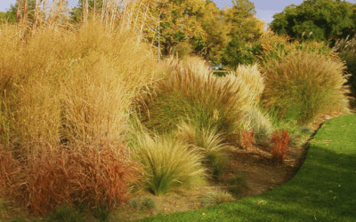 Exploring the use of ornamental grasses in soft landscaping to add texture, movement, and seasonal interest to the garden.