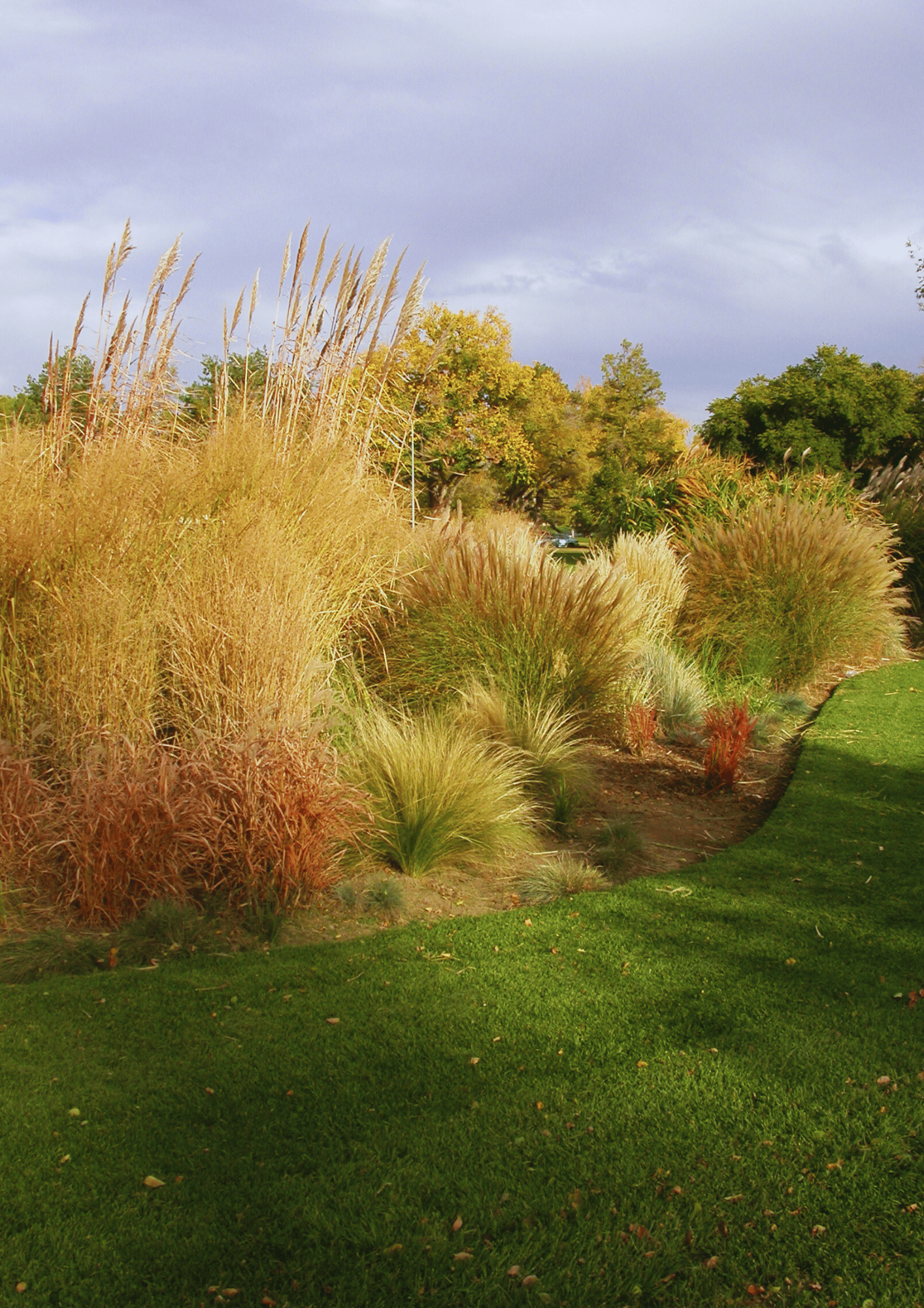 ornamental grass border