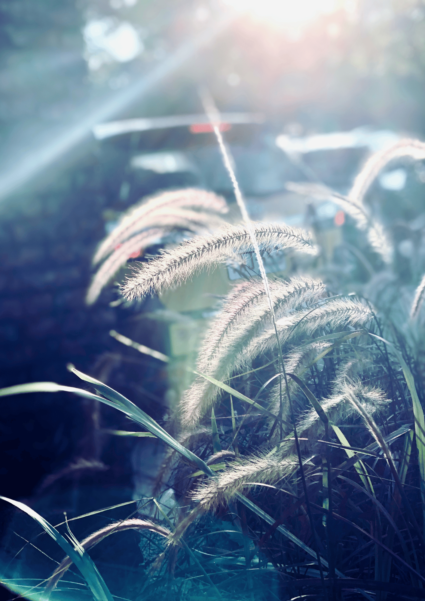 pennisetum ornamental grass
