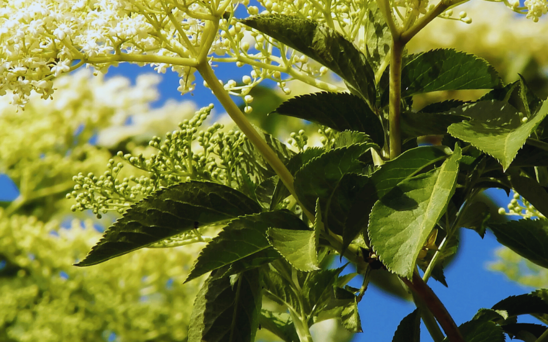 The advantages of using native plants in garden design, including how they contribute to local ecosystems, require less water, and support wildlife