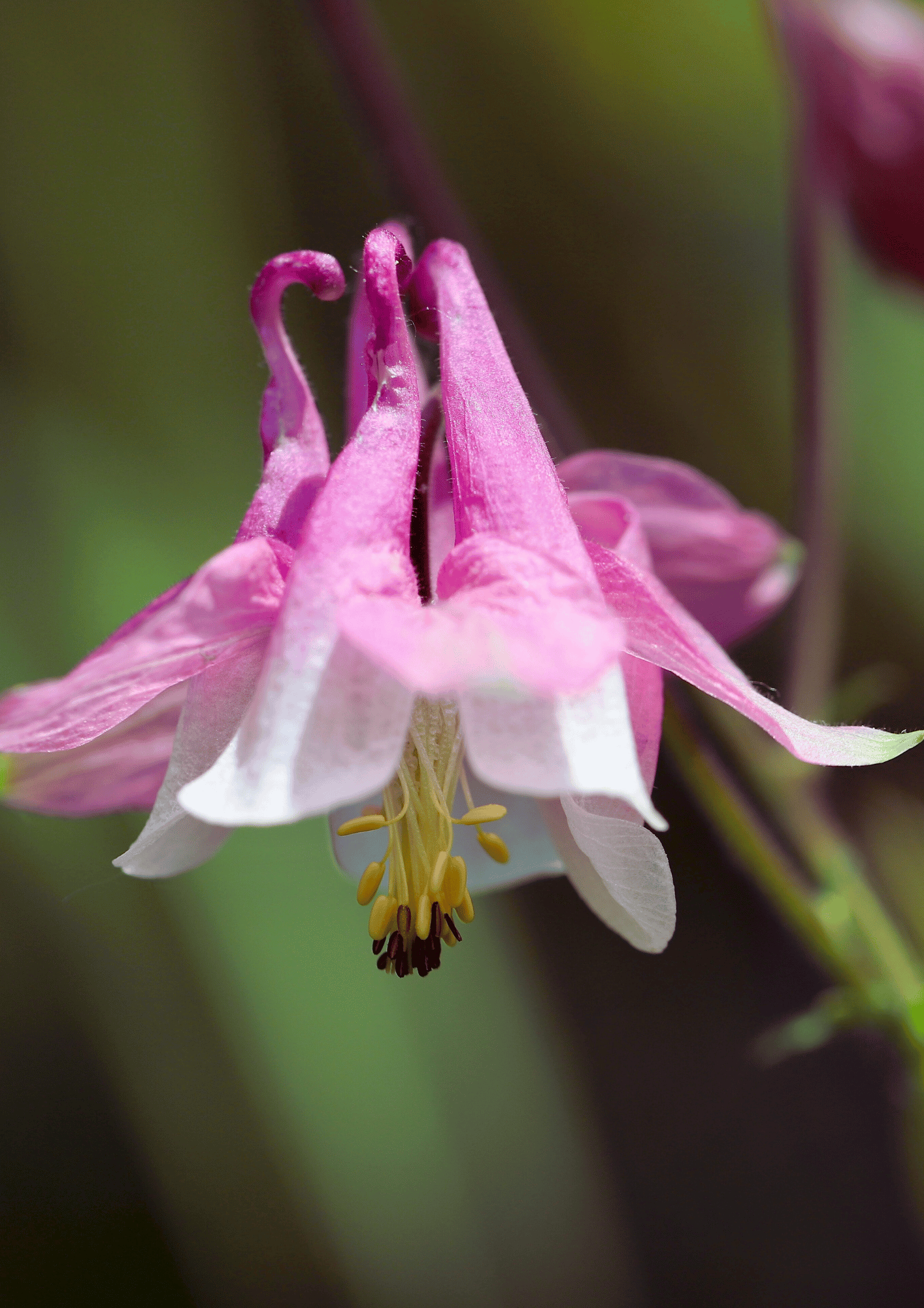 Aquilegia