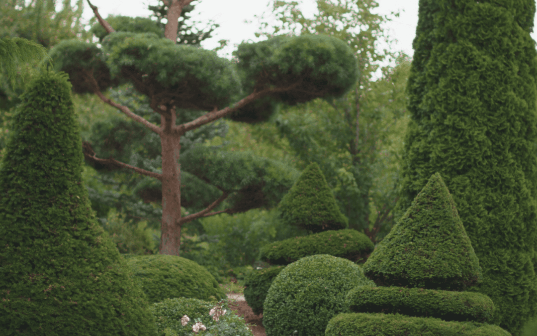 Tips for Adding Interest During Autumn and Winter with Plants That Provide Texture, Color, and Structure in Lower Light Conditions