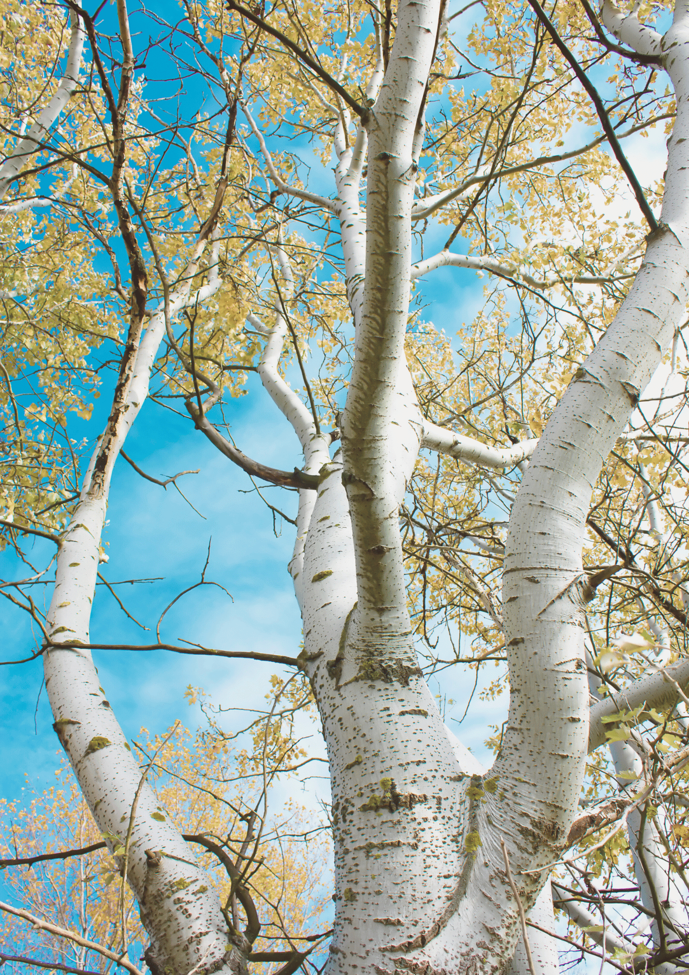 Betula utilis var. jacquemontii Himalayan Birch