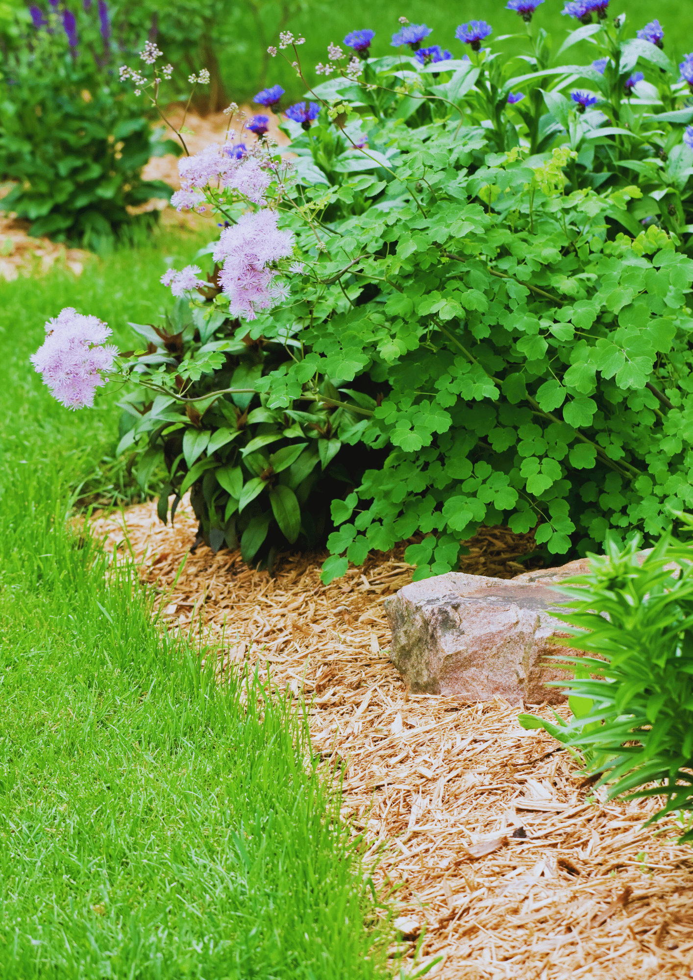 mulching perennial beds