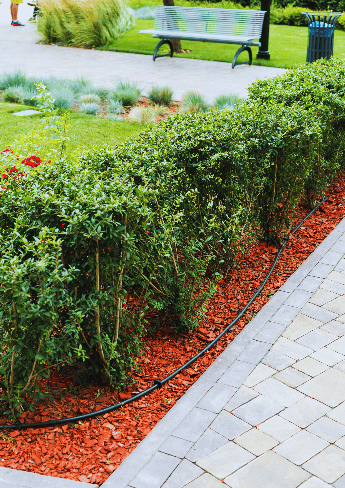 mulching buxus hedge