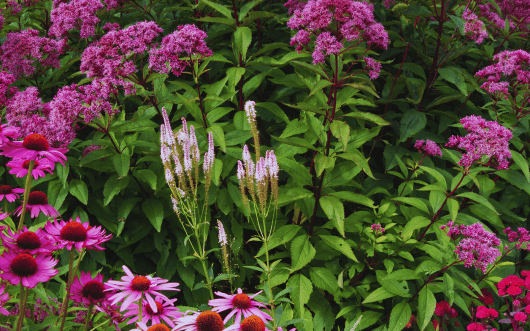 Planting Design Principles: How to Use Colour, Texture, and Form to Create Cohesive Garden Borders