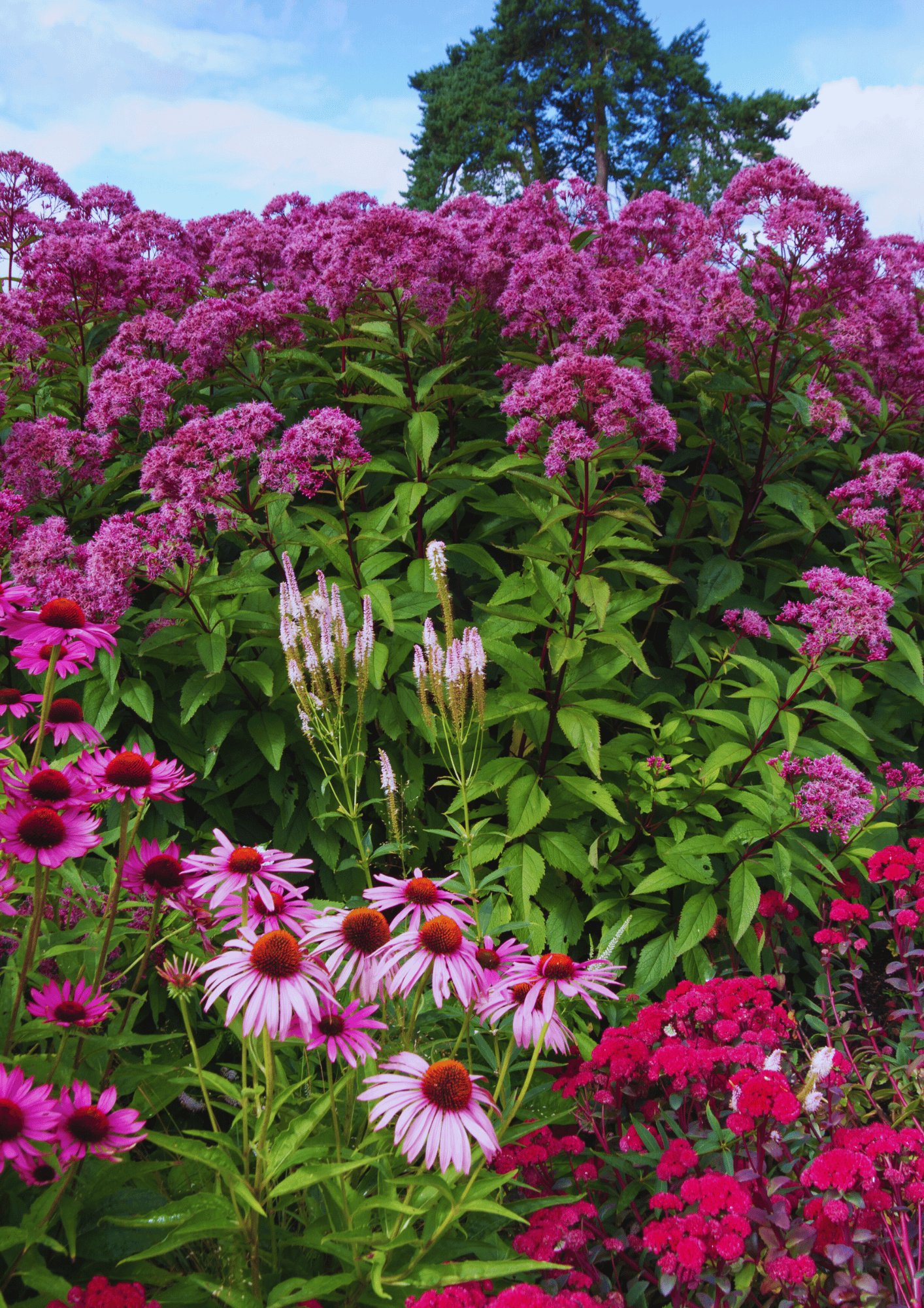 eupatorium border