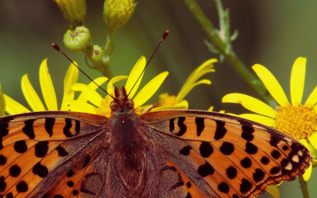 Designing Gardens with Biodiversity in Mind: Attracting Pollinators and Beneficial Creatures