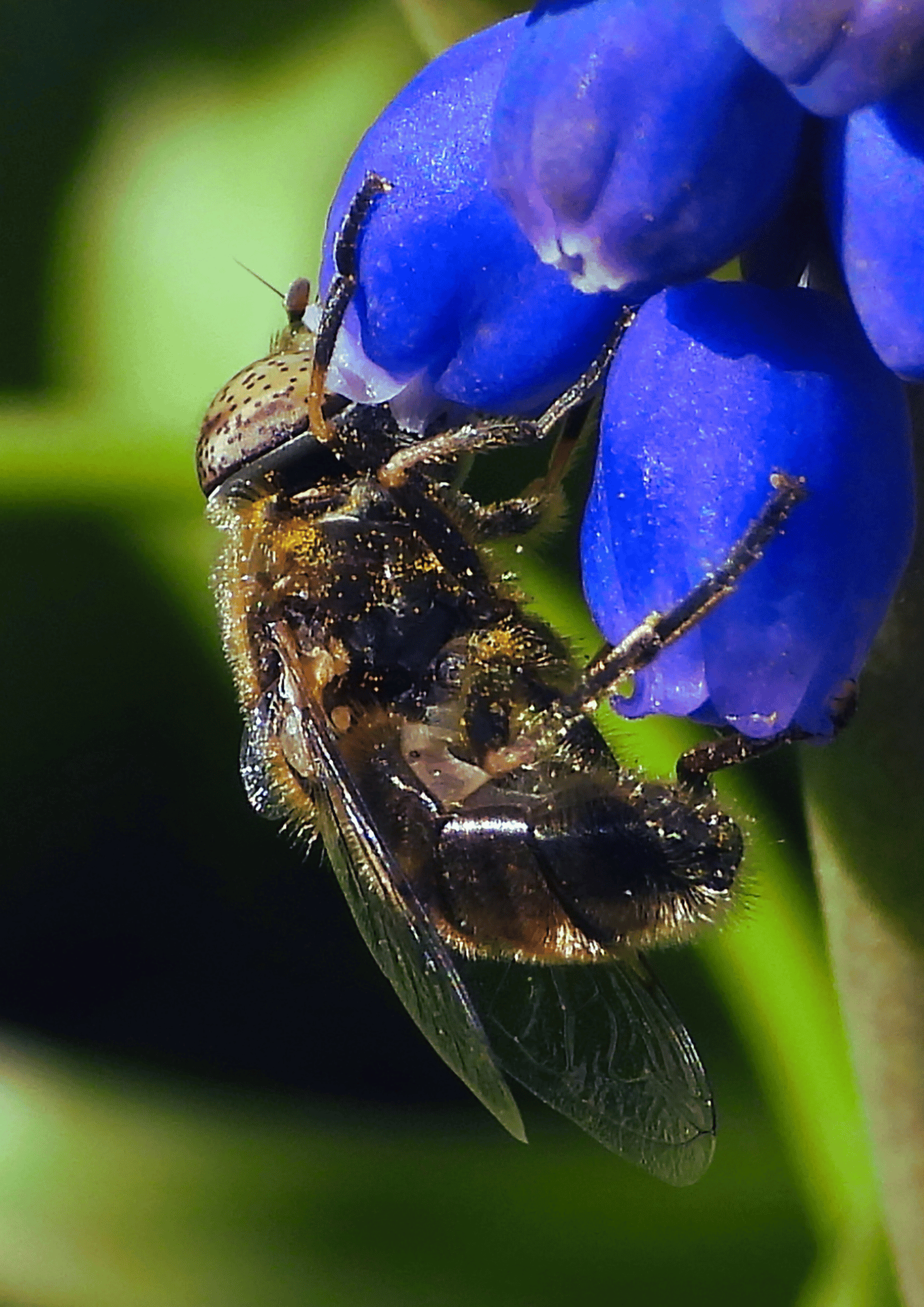 dipascus perennial winter