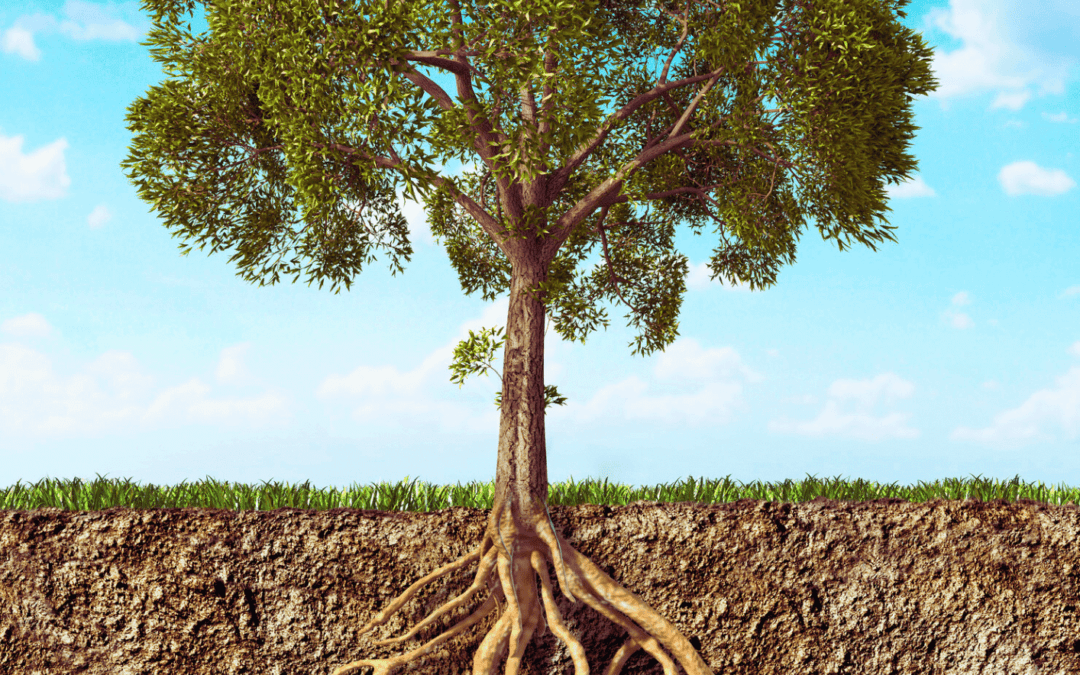 The Role of Soil Amendments: When and How to Improve Your Soil for Long-Term Success